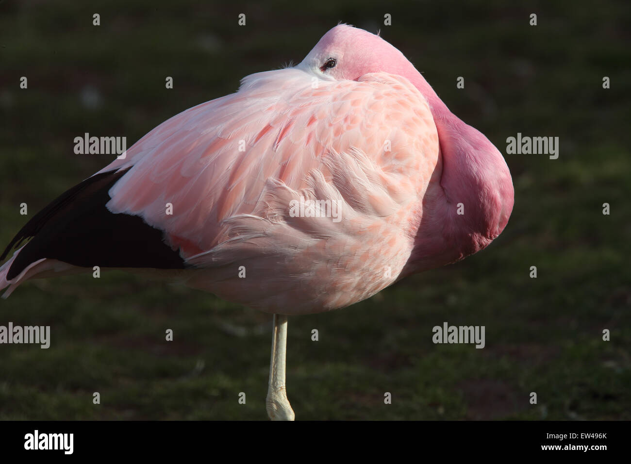 Anden Flamingo (Phoenicopterus Andinus) gefangen Altvogel Schlafplatz, Slimbridge Wetland Centre (WWT), Gloucestershire, England Stockfoto