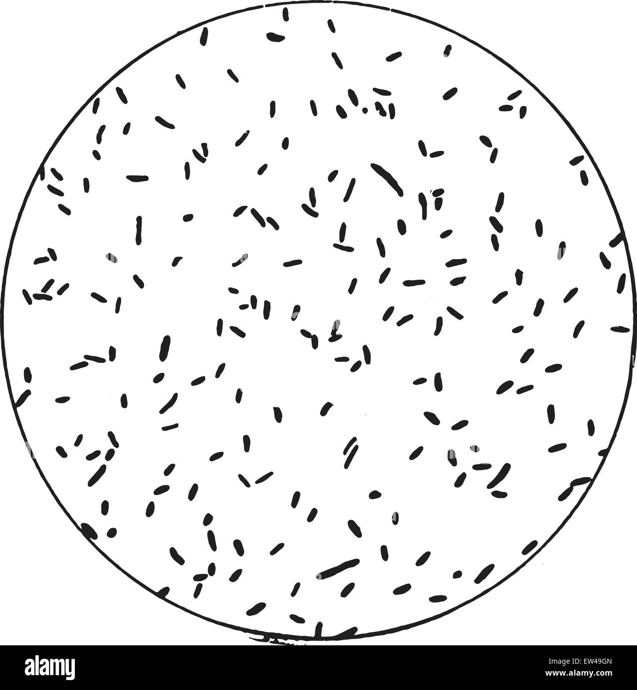 Bacillus Typhi Abdominalis, graviert Vintage Illustration. Stock Vektor