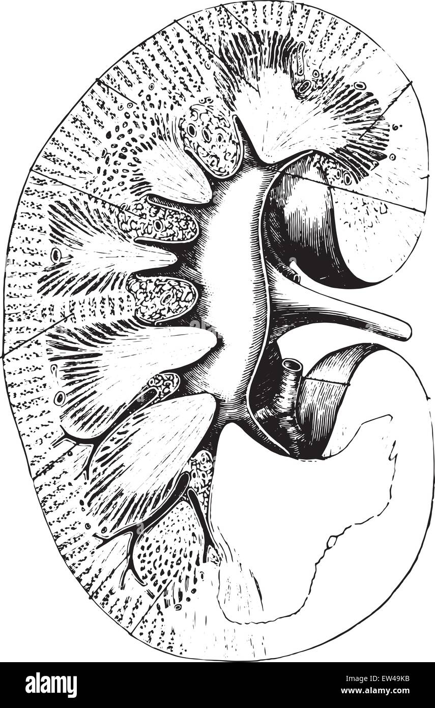 Längsschnitt der Niere, graviert Vintage Illustration. Stock Vektor