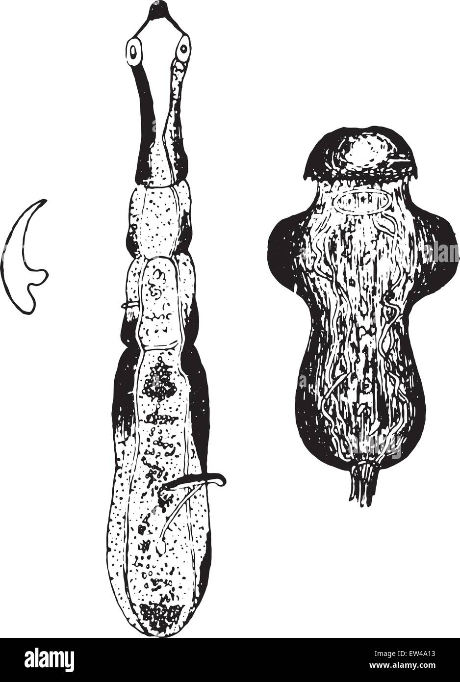 Taenia arten kaufen Alamy