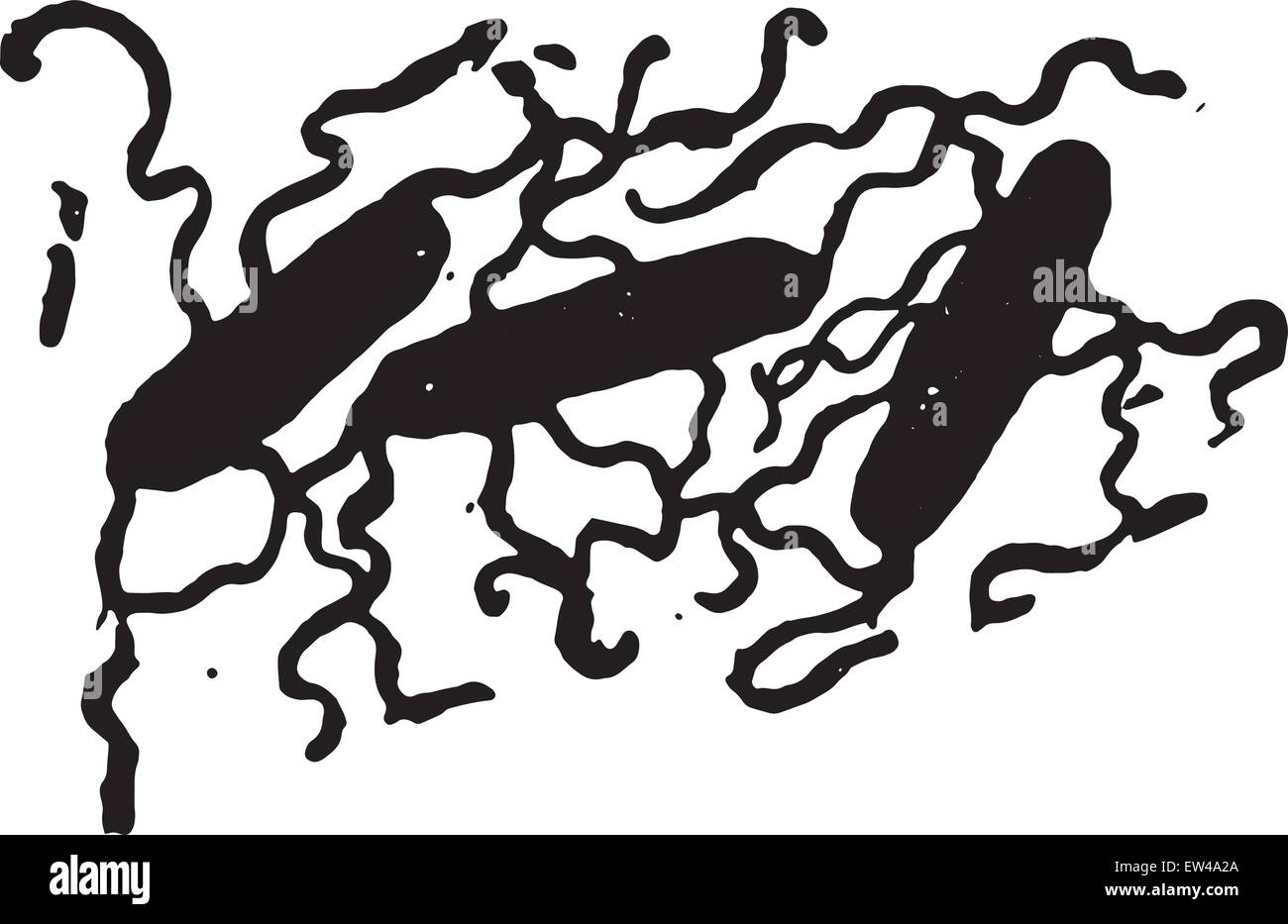 Bacillus Typhosus graviert zeigt Flagellen, Vintage Illustration. Stock Vektor