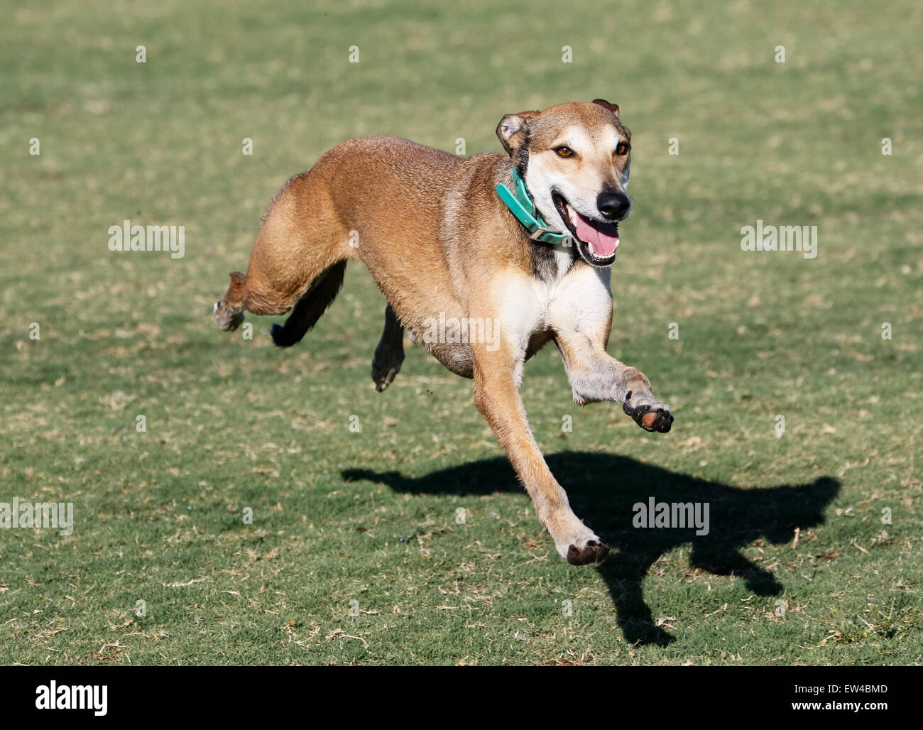 Whippet Mix ausgestreckt im vollen Lauf vom Boden Stockfoto