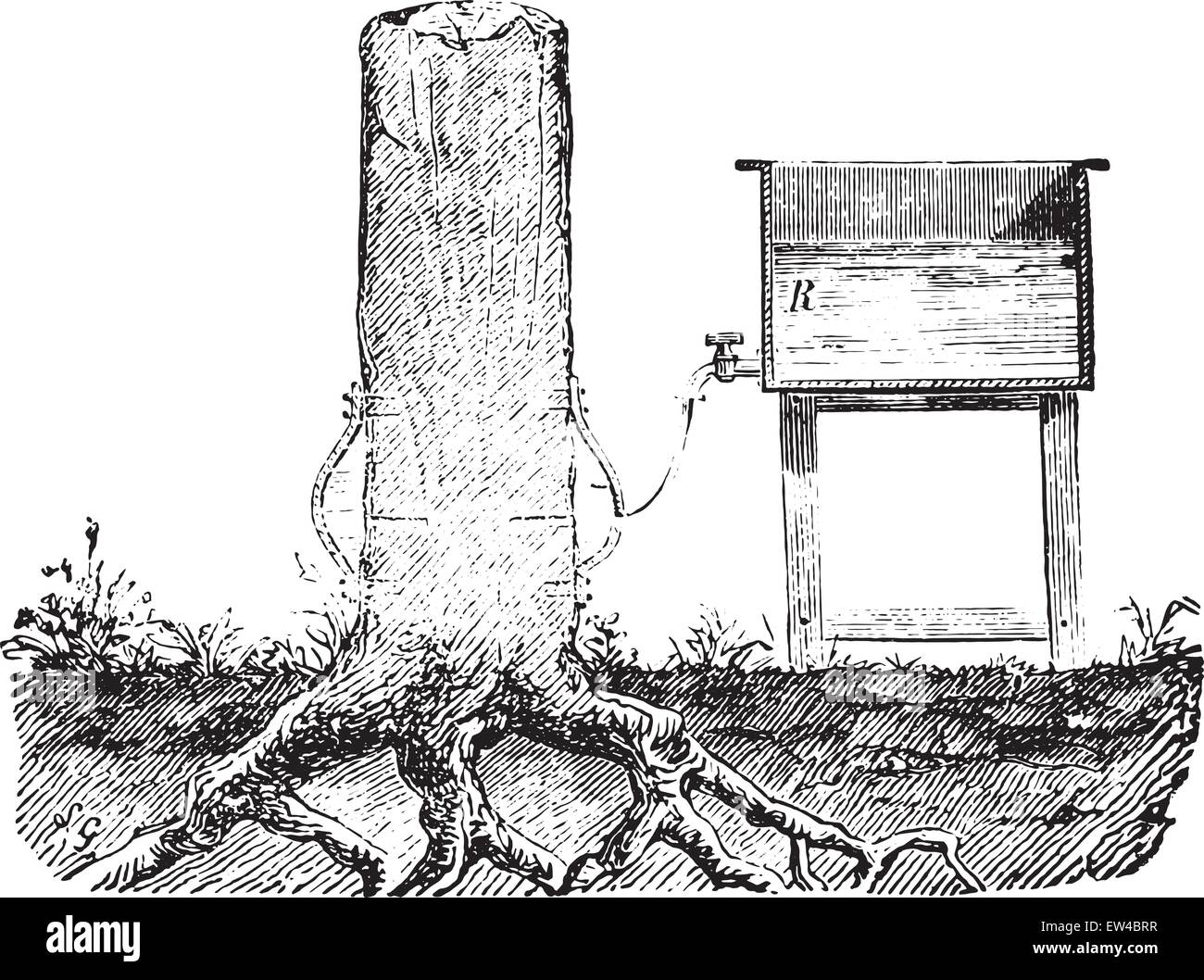 Penetration des Holzes durch das Leben saugen, graviert Vintage Illustration. Industrielle Enzyklopädie E.-O. Lami - 1875. Stock Vektor