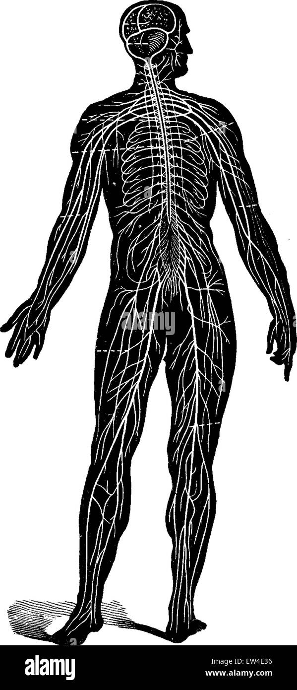 Nervensystem des Menschen, als ein ganzes, Vintage gravierten Abbildung gesehen. La Vie Dans la Nature, 1890. Stock Vektor