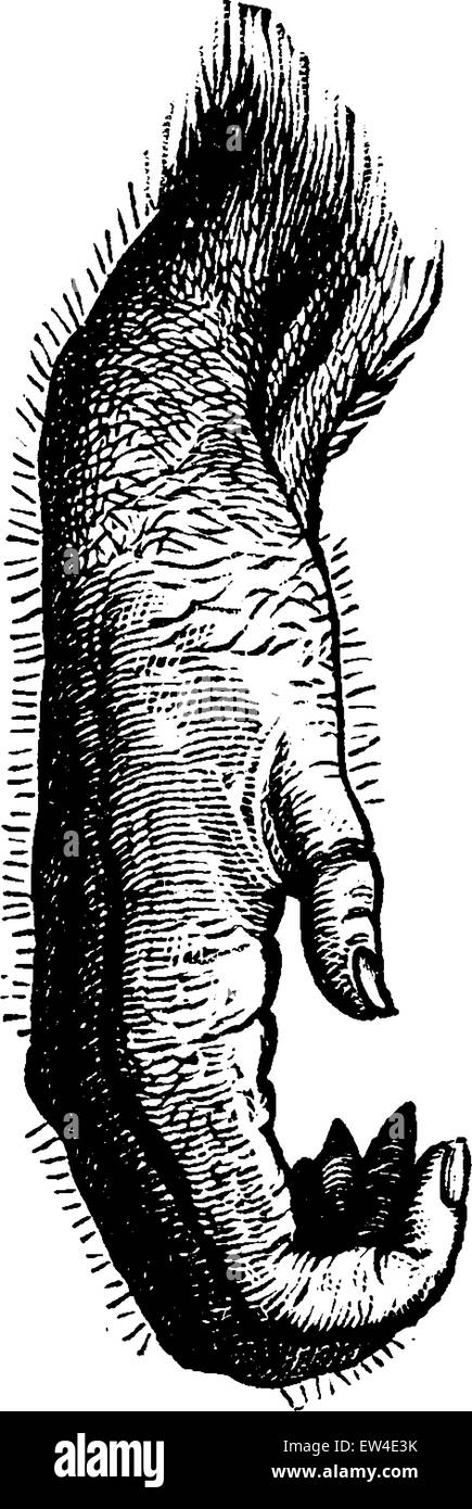 Orang-Utan handgravierte, Vintage Illustration. La Vie Dans la Nature, 1890. Stock Vektor