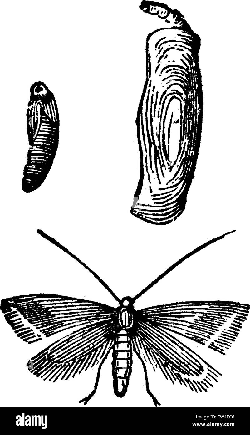 Tinea Pellionella, graviert Vintage Illustration. La Vie Dans la Nature, 1890. Stock Vektor