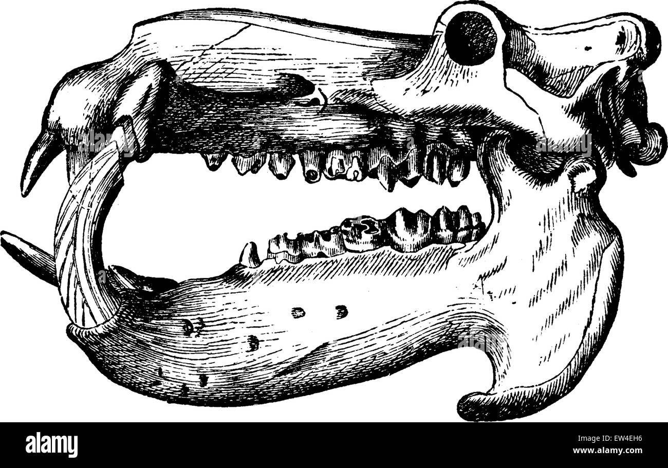 Nilpferd Totenkopf graviert Vintage Illustration. La Vie Dans la Nature, 1890. Stock Vektor