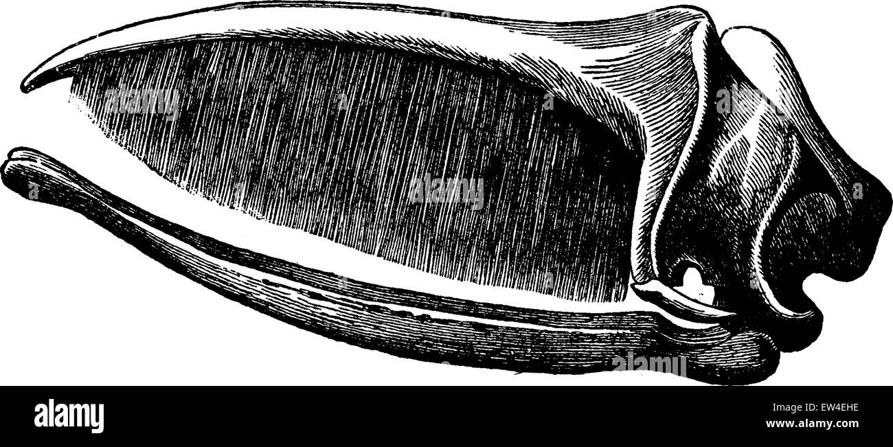 Schädel Wal Baleen Verlegung, Vintage gravierten Abbildung. La Vie Dans la Nature, 1890. Stock Vektor