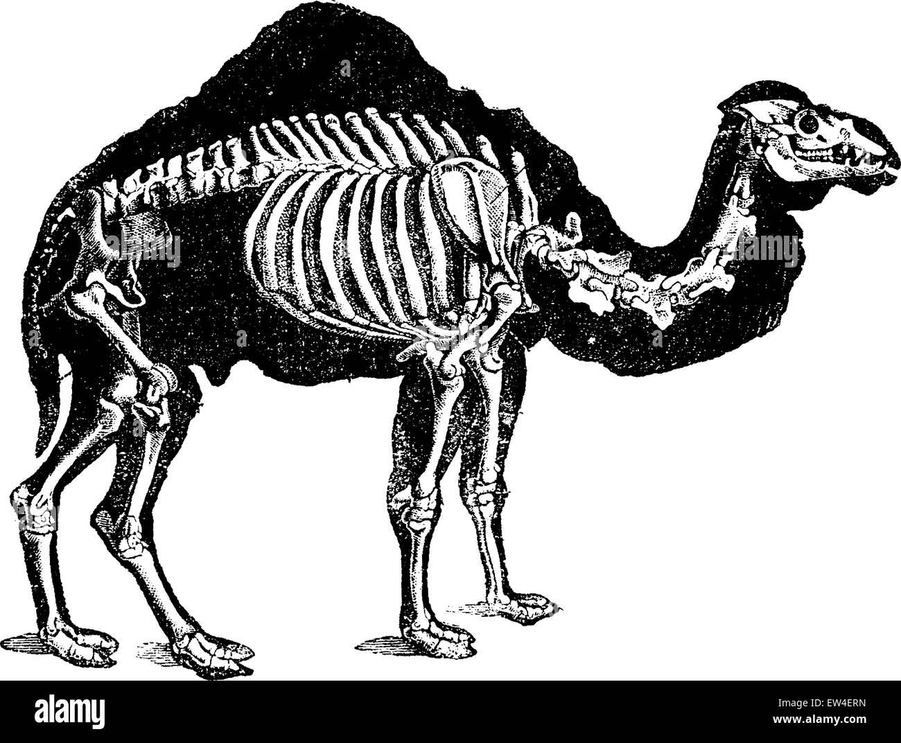 Kamel Skelett graviert Vintage Illustration. Naturgeschichte der Tiere, 1880. Stock Vektor