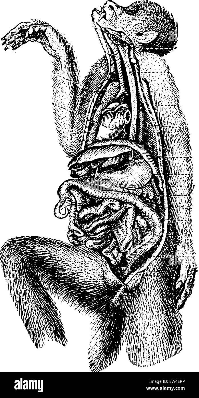 Verdauungstrakt, graviert Vintage Illustration. Naturgeschichte der Tiere, 1880. Stock Vektor