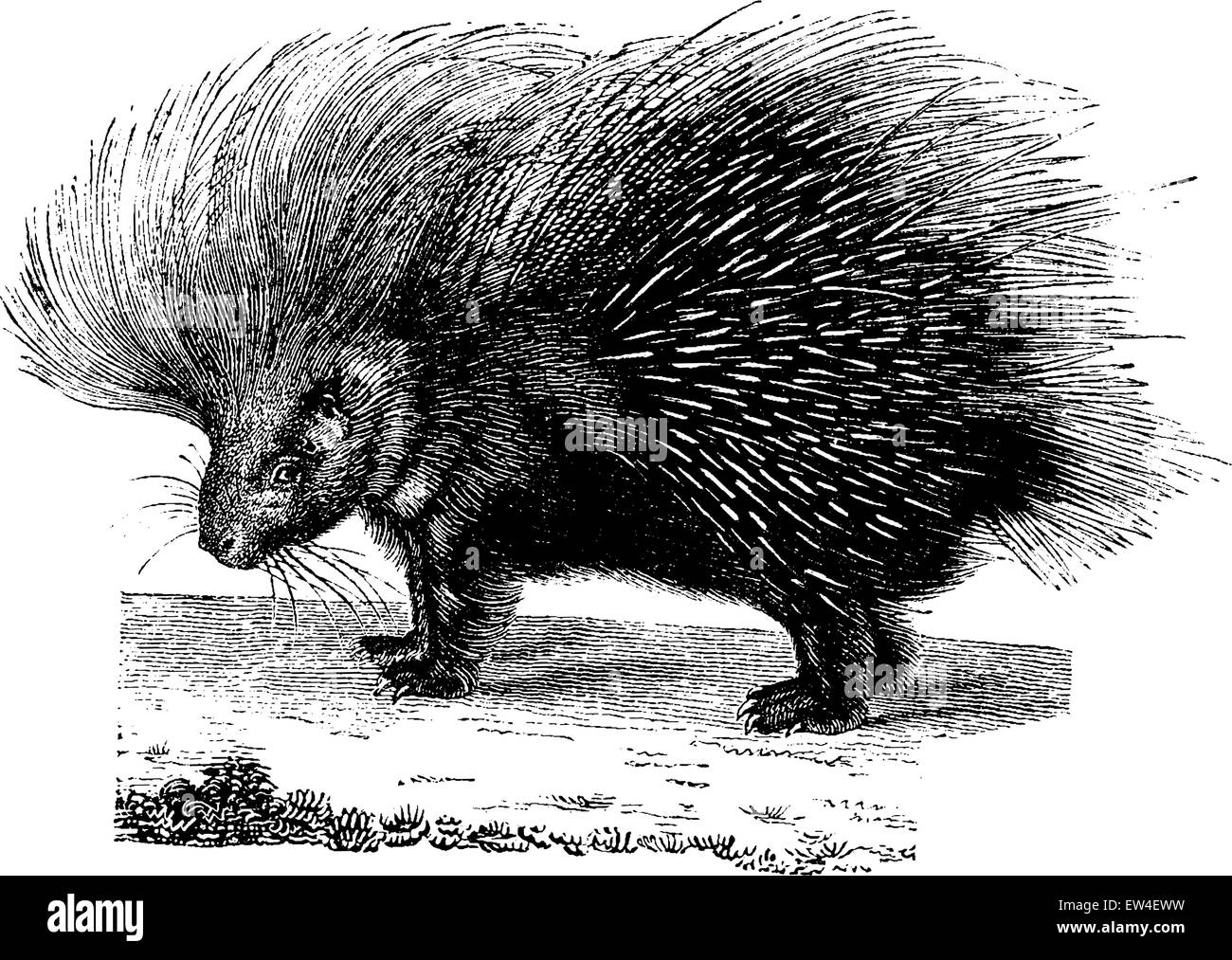 Stachelschwein, graviert Vintage Illustration. Naturgeschichte der Tiere, 1880. Stock Vektor