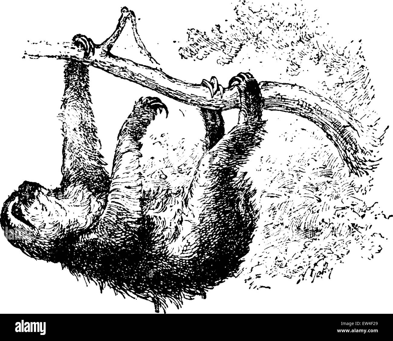 Faultier, graviert Vintage Illustration. Naturgeschichte der Tiere, 1880. Stock Vektor