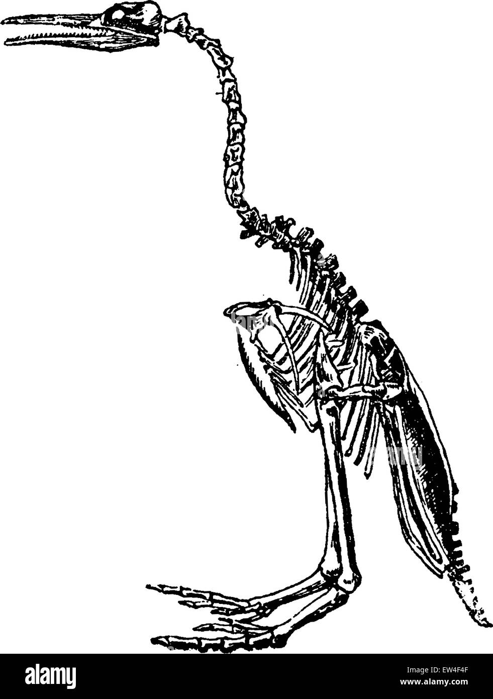 Hesperornis Skelett, graviert Vintage Illustration. Naturgeschichte der Tiere, 1880. Stock Vektor