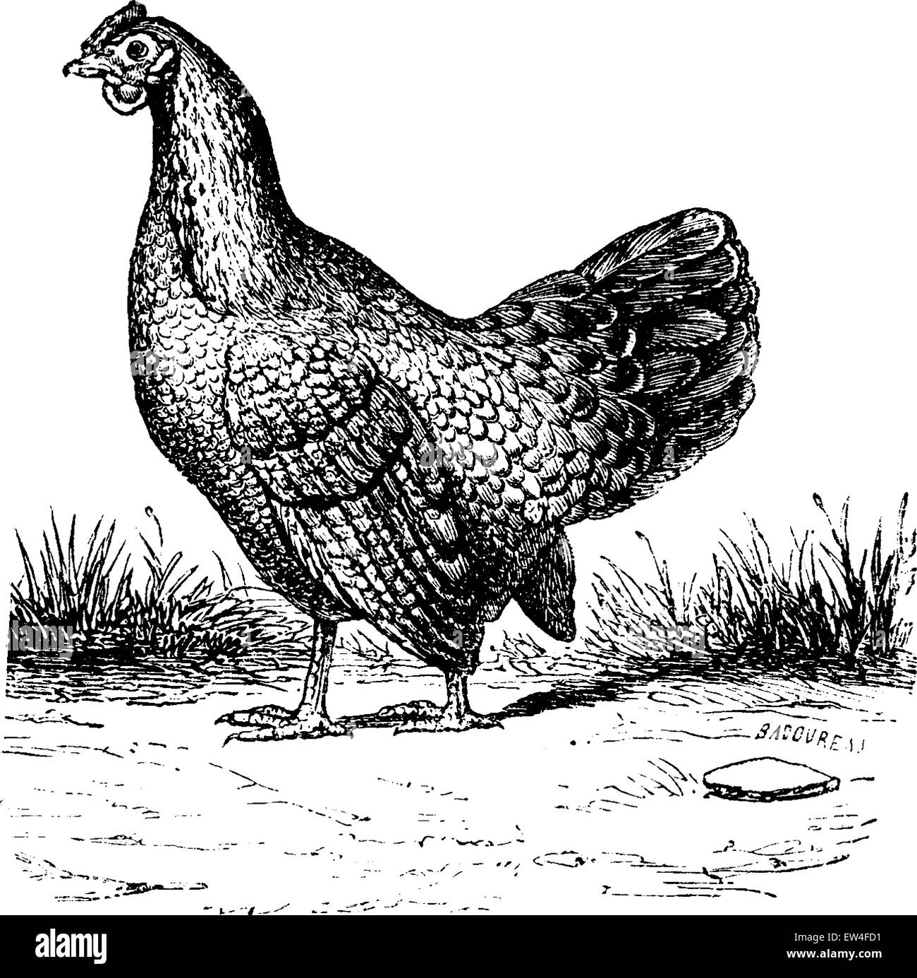 Hen, graviert Vintage Illustration. Naturgeschichte der Tiere, 1880. Stock Vektor