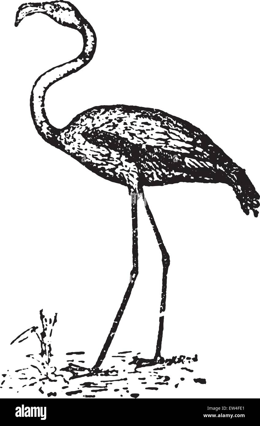 Flamingos oder Flamingos, graviert Vintage Illustration. Naturgeschichte der Tiere, 1880. Stock Vektor