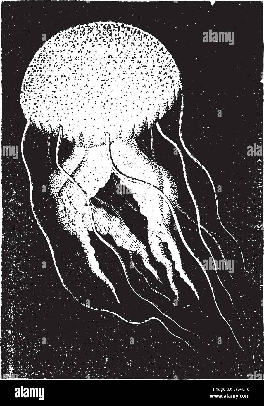 Medusa (Pelagia), gravierte Vintage Illustration. Naturgeschichte der Tiere, 1880. Stock Vektor