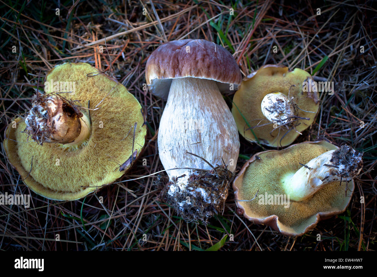 Bolete Pilze. Eine Steinpilzen und drei Rutschig-Buchsen. Stockfoto