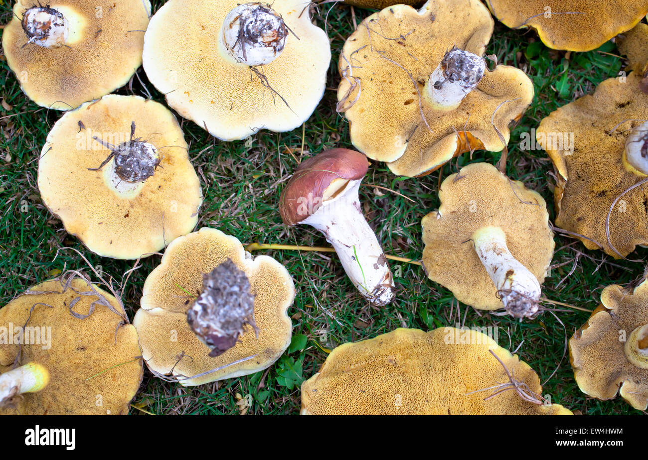 Bolete Pilze (rutschige Buben). Stockfoto