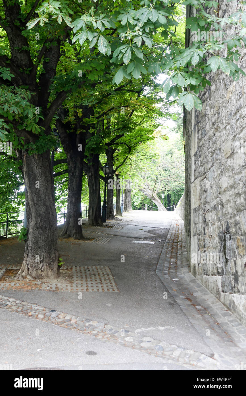 Von Bäumen gesäumten Promenade Genf Stockfoto