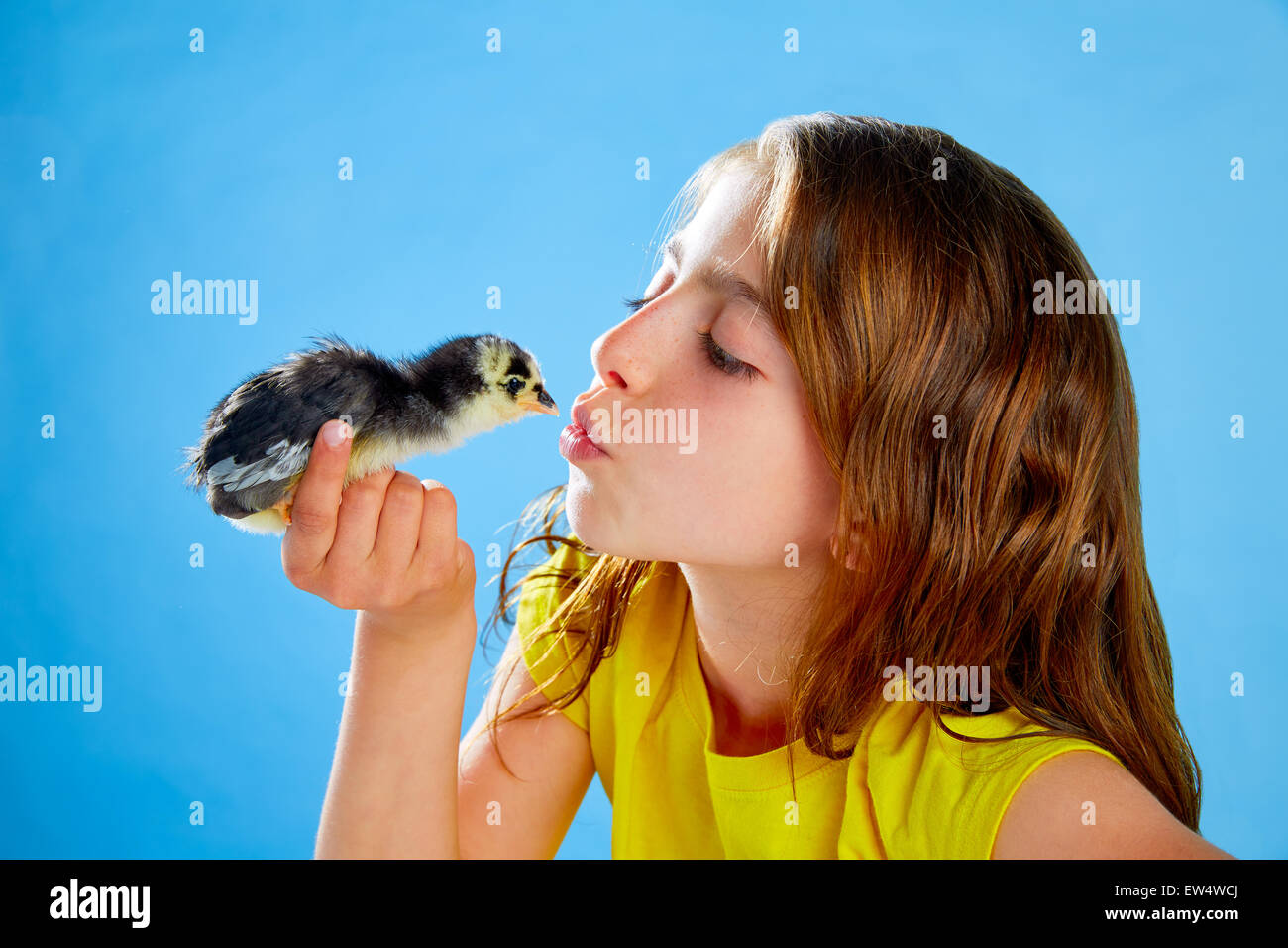 Kind Mädchen küssen Küken spielen am Tisch mit blauem Hintergrund Stockfoto