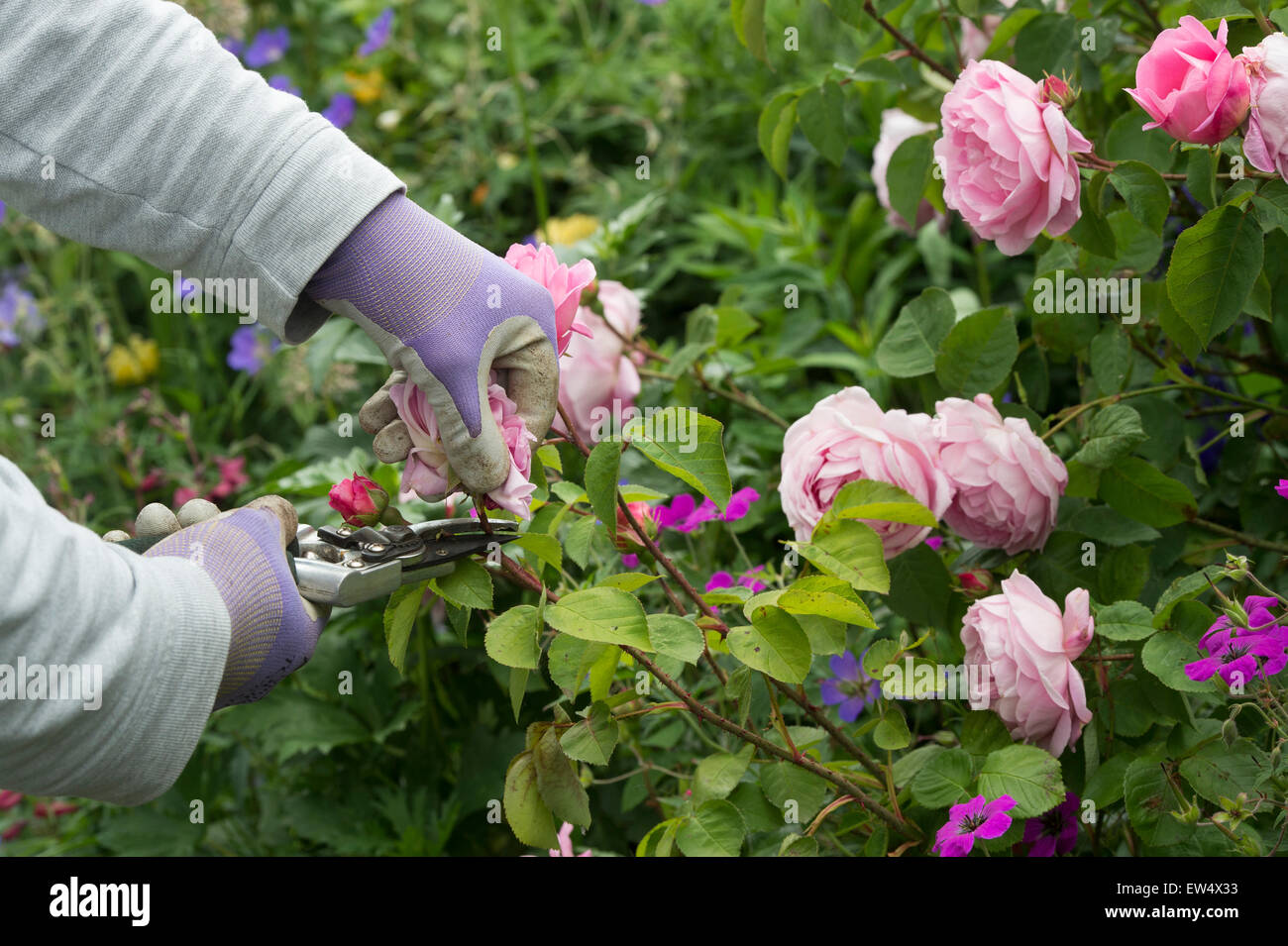 Gärtner im Garten Handschuhe deadheading Rosa Gertrude Jekyll rose mit Gartenschere in einem Garten Stockfoto