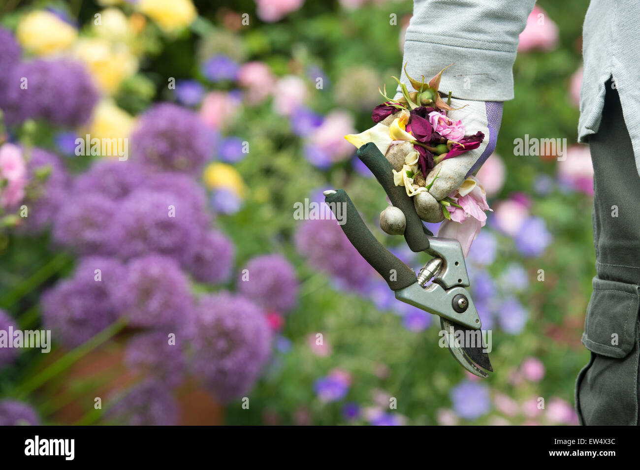Gärtner, Garten-Ringelblume Handschuhe tragen deadheaded Rosen und Gartenschere in einem Garten Stockfoto