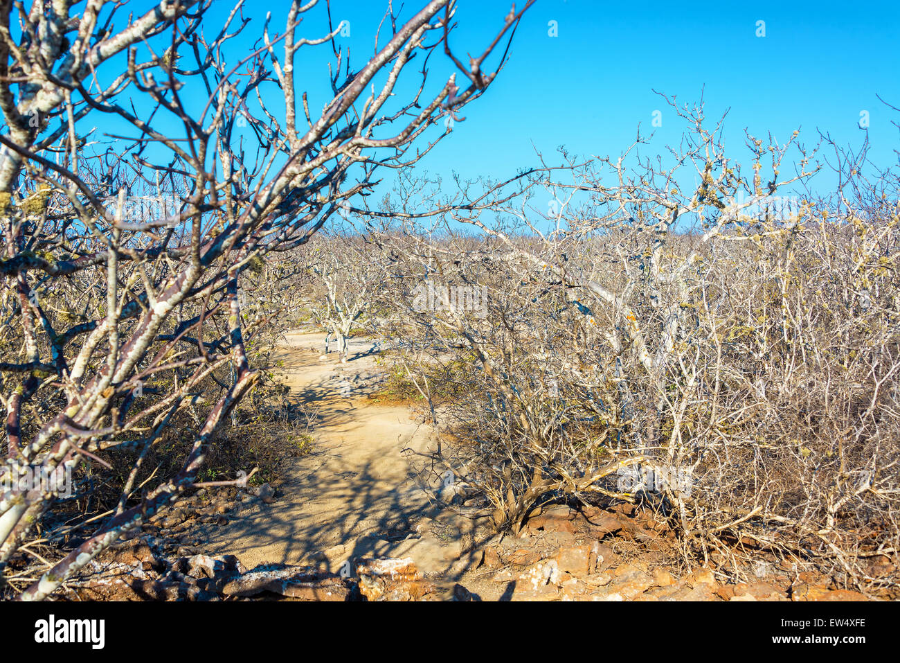 Landschaft der trockenen verdrehten knorrigen Bäumen auf Genovesa Island auf den Galapagos Inseln in Ecuador Stockfoto