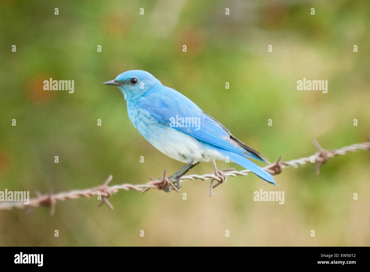 Eine schöne männliche Mountain Bluebird (Sialia Currucoides) thront auf Stacheldraht in der Nähe von Tofield, Alberta, Kanada. Stockfoto