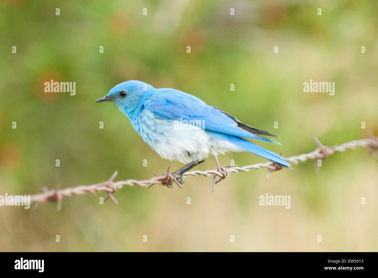 Eine schöne männliche Mountain Bluebird (Sialia Currucoides) thront auf Stacheldraht in der Nähe von Tofield, Alberta, Kanada. Stockfoto