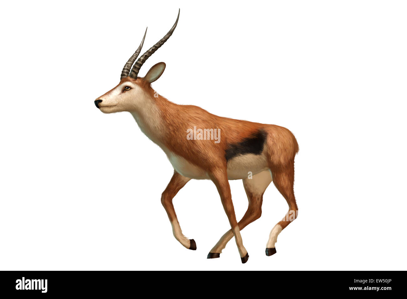 Antilope, Illustration-Technik, Stockfoto