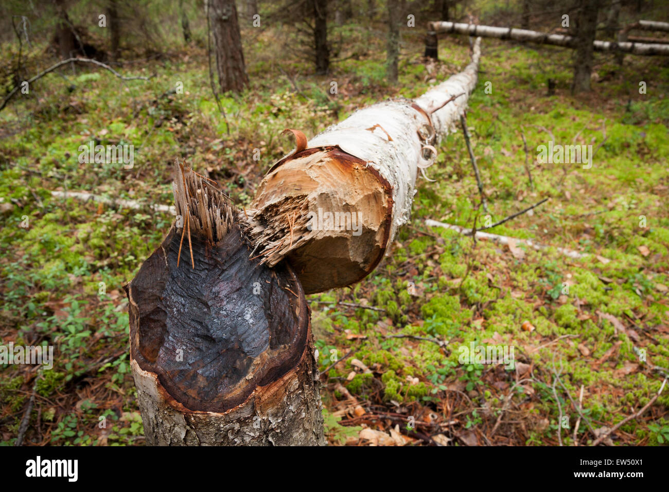Umgestürzten Baum schneiden von beaver Stockfoto