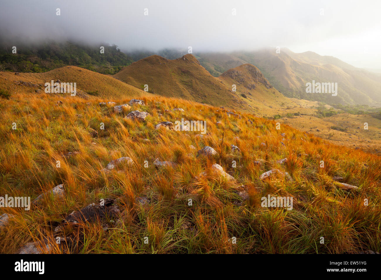 Früh morgens Licht und Nebel in den Bergen des Altos de Campana Nationalparks, der Provinz Panama, Pacific Slope, der Republik Panama, Mittelamerika Stockfoto