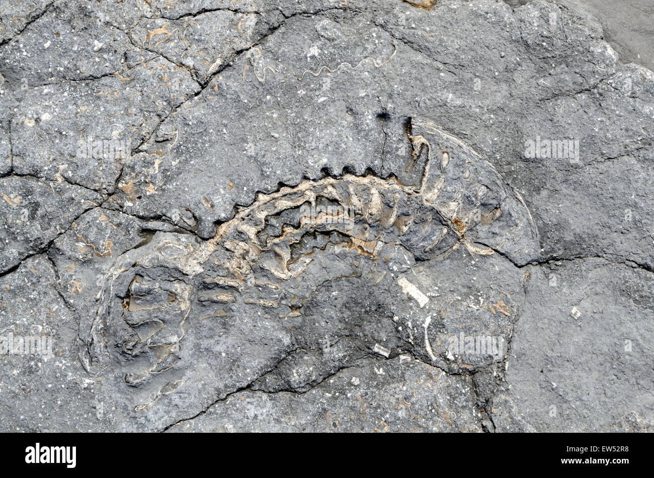 Fossilien eingebettet in Felsen Lilstock Beach Kilve Somerset England Stockfoto