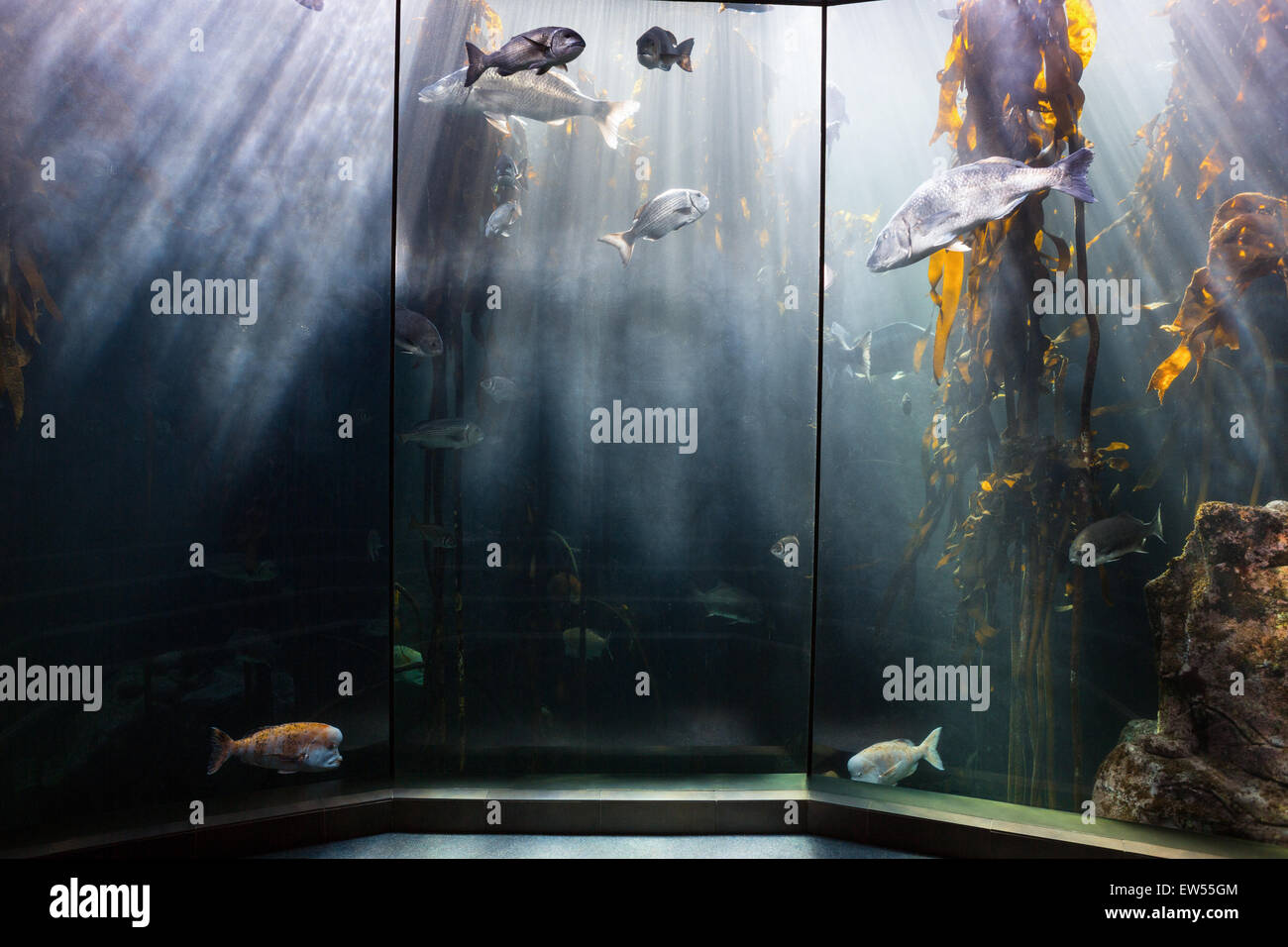 Ichendorf Milano Tumbler „Marine Garden“ – Handgefertigt Aus Borosilikatglas Mit Gelbem Fisch & Algen-Design