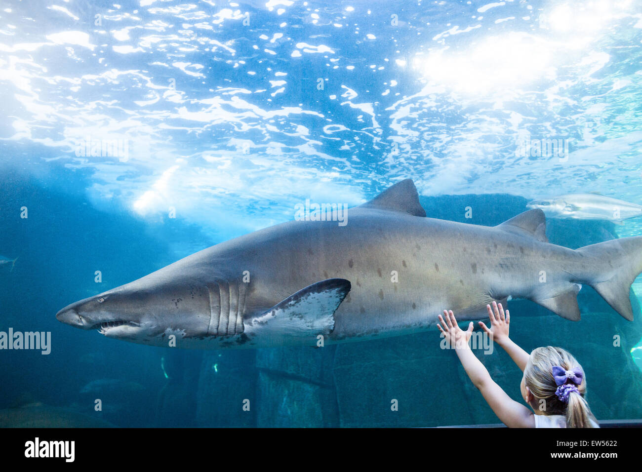Junge Frau berühren ein Haifischbecken Stockfoto