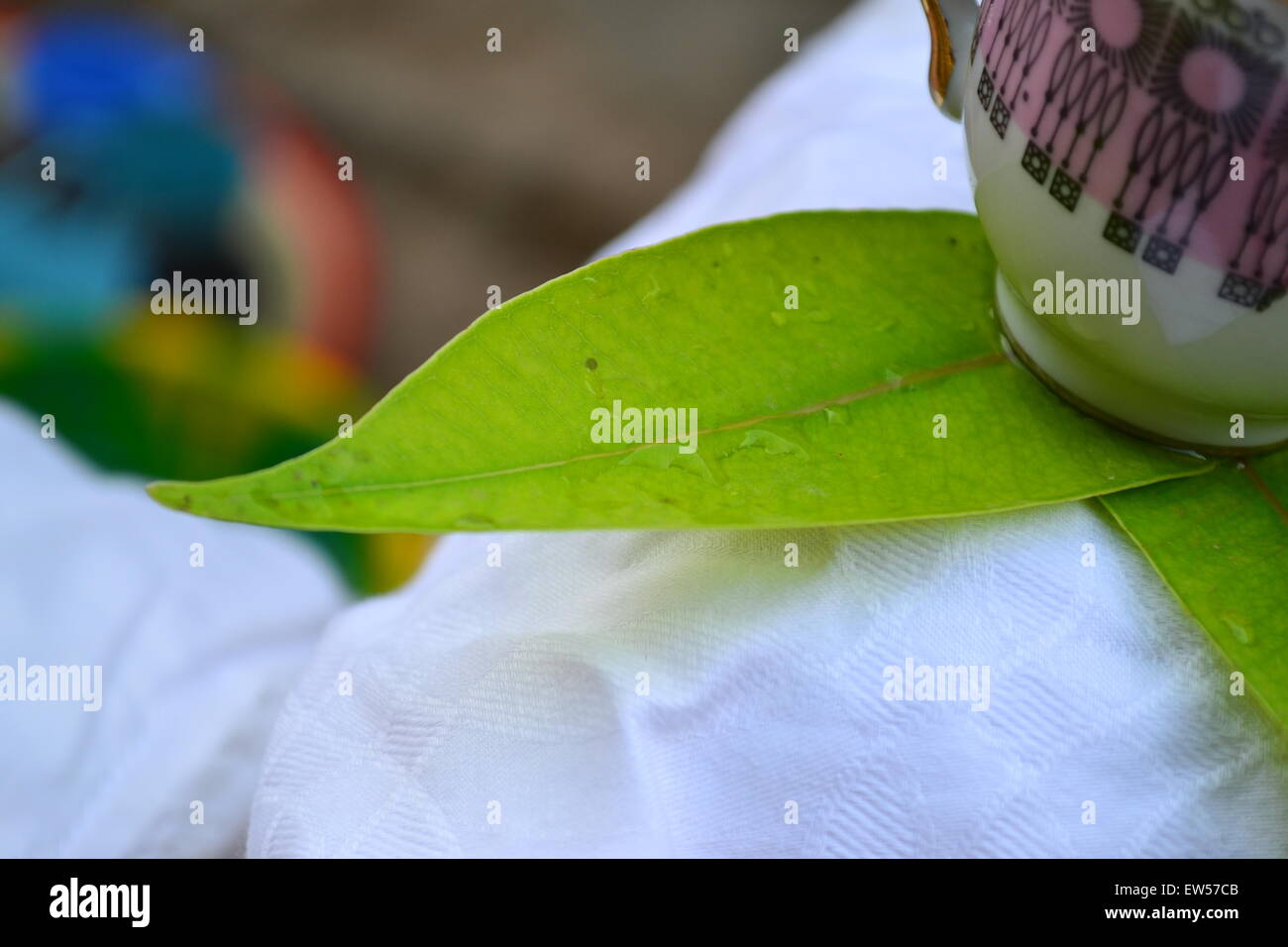 Closeup Becher auf grünen Blättern Stockfoto