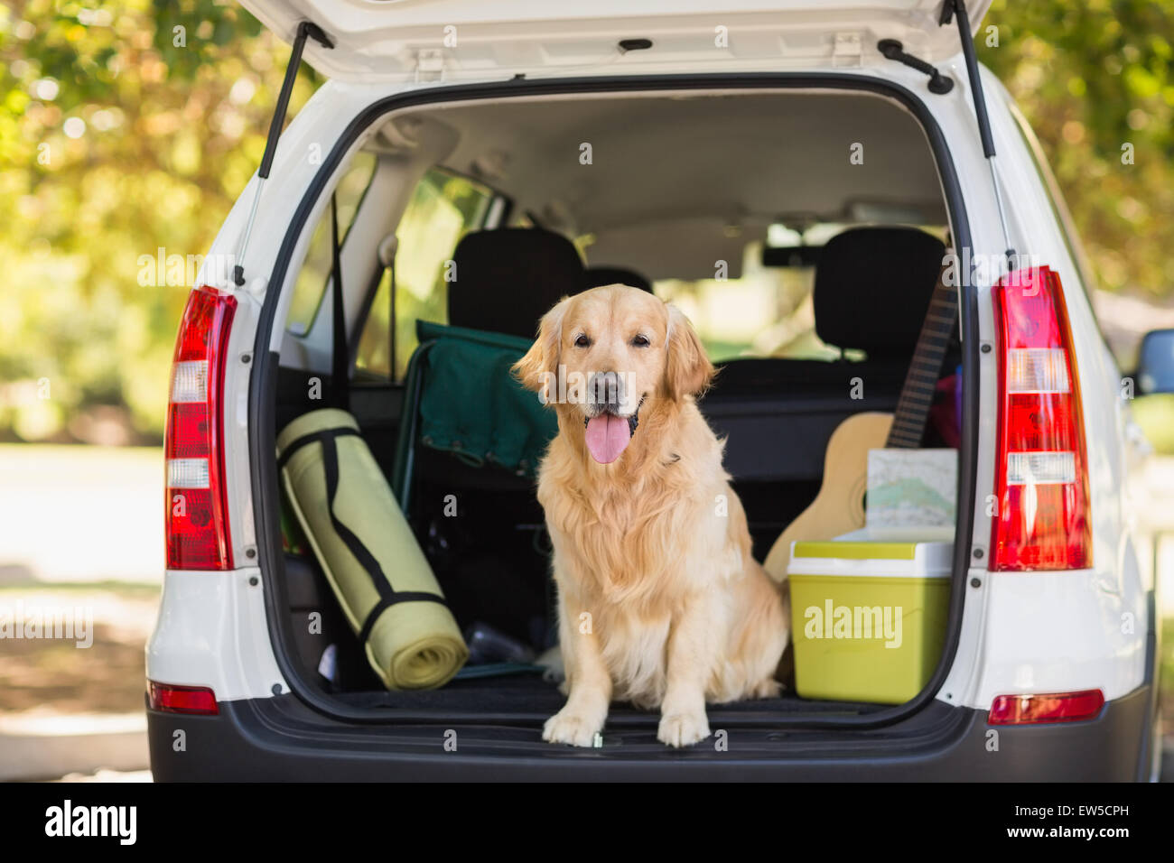 Haushund im Kofferraum eines Autos Stockfoto