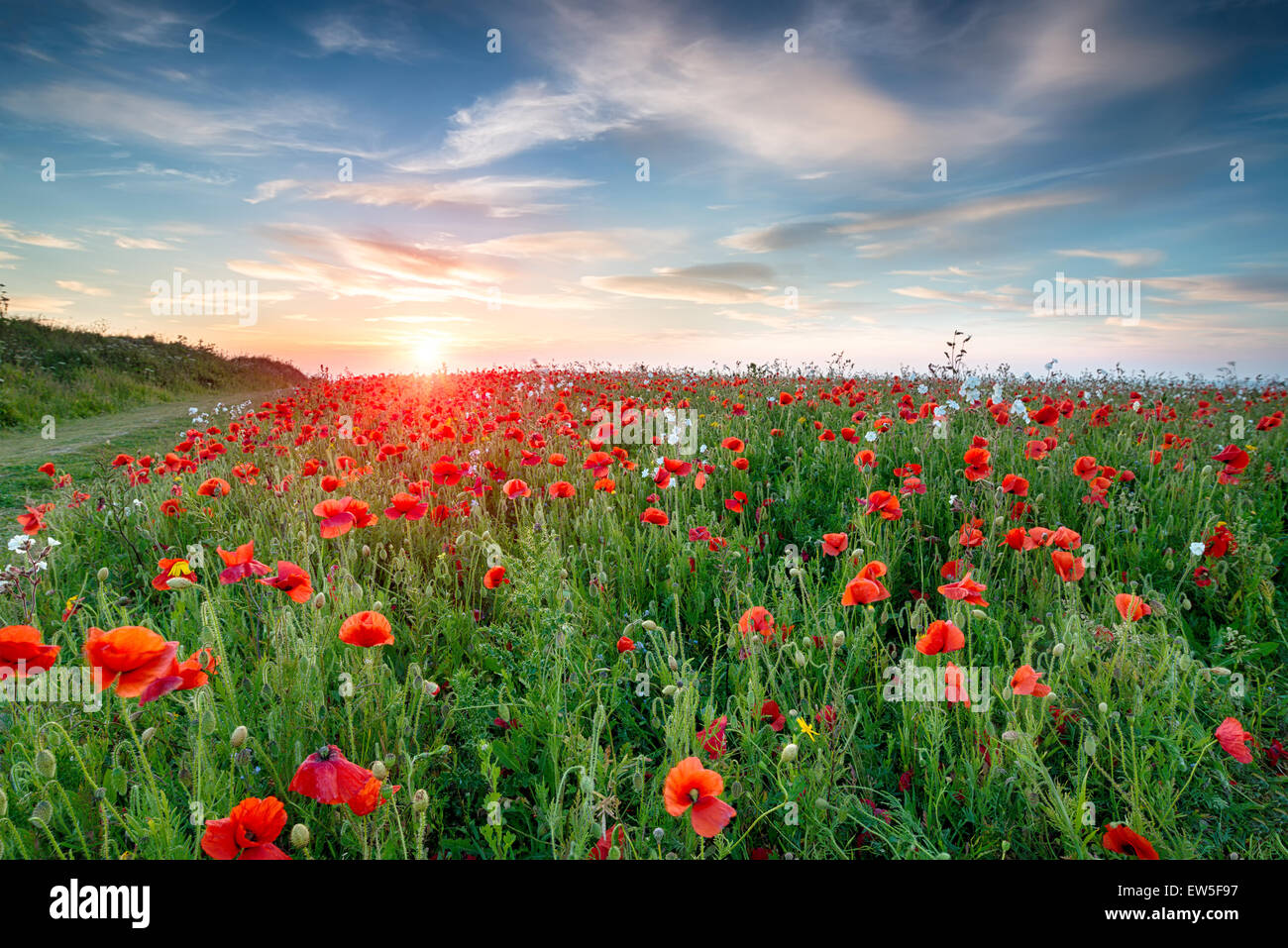 Ein Feld von Wildblumen und leuchtend rote Mohnblumen in Crantock in der Nähe von Newquay in Cornwall Stockfoto