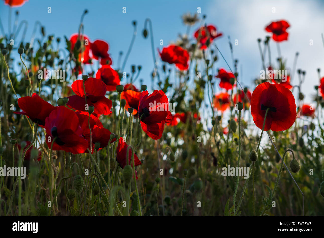 Mohnblumen Stockfoto