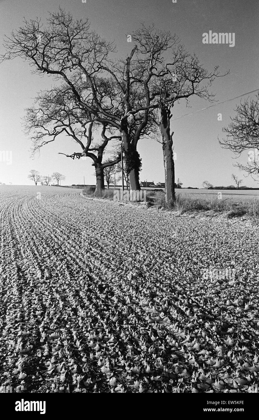 Natur-Szenen, Cleveland, North Yorkshire, 1. Februar 1980. Stockfoto