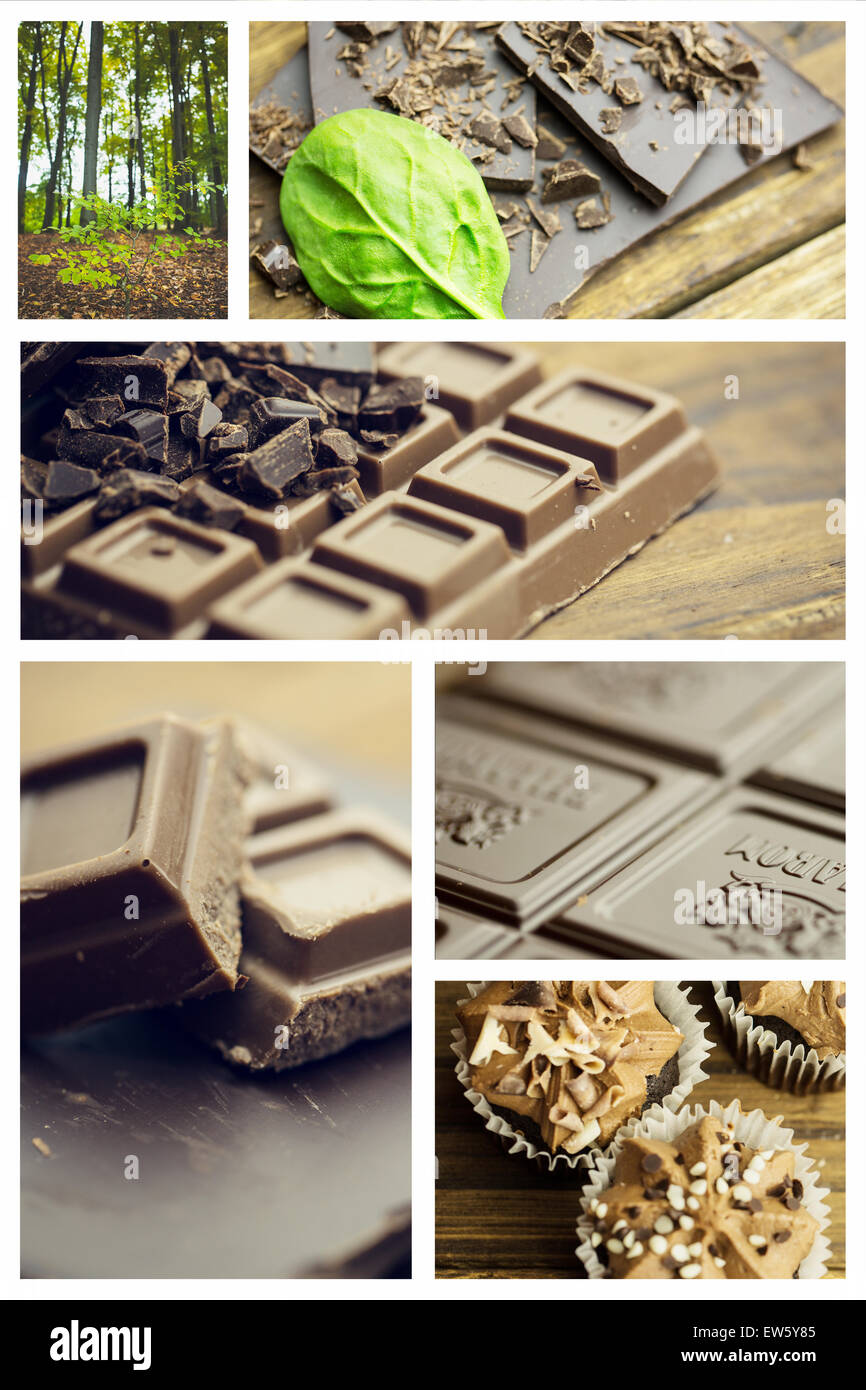 Zusammengesetztes Bild der jungen Pflanze gegen Baumstämme im Wald Stockfoto