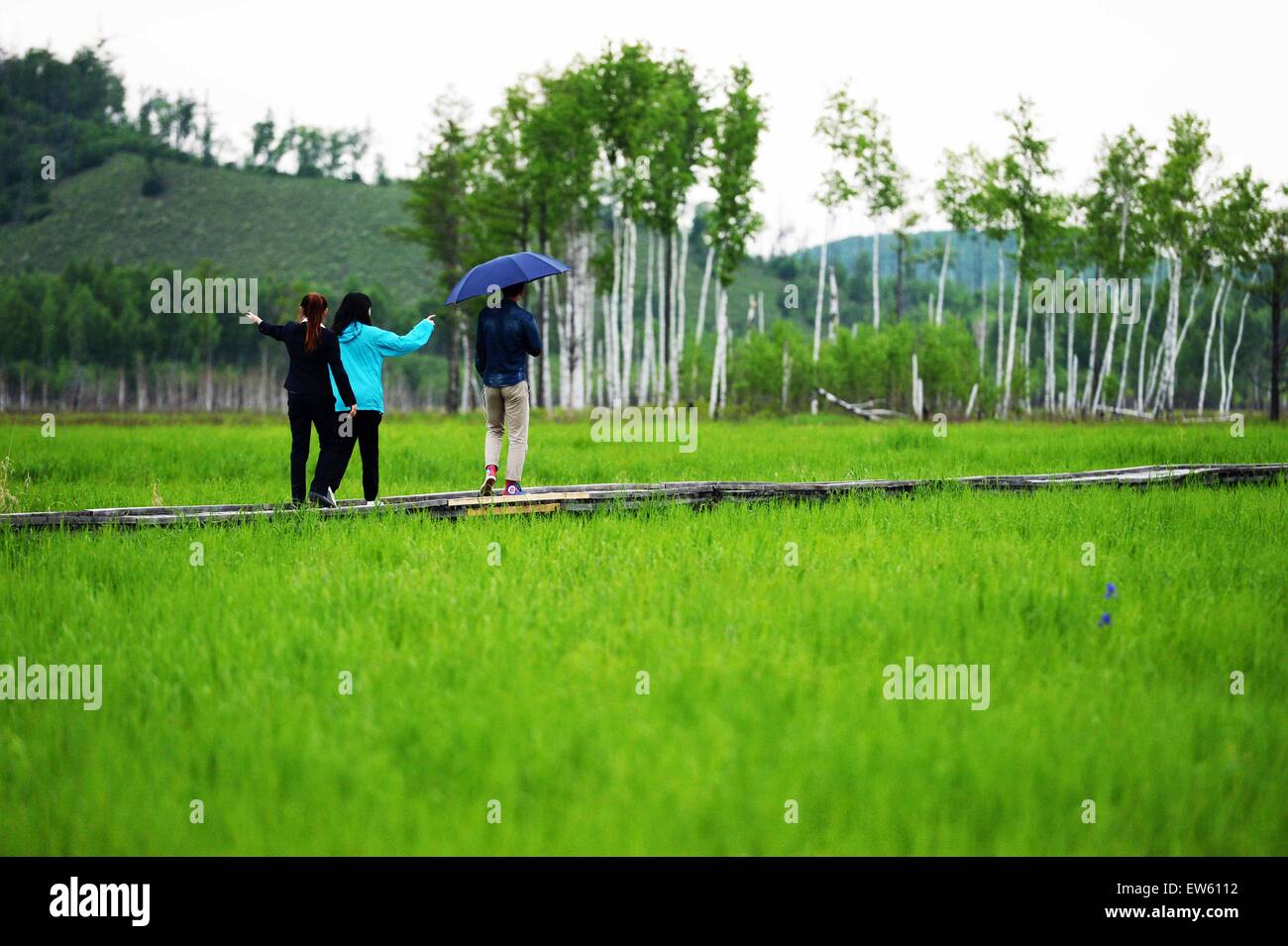 (150618)--NANWENG Fluss, 18. Juni 2015 (Xinhua)--Touristen gehen am Nanweng River National Nature Reserve, Nordost-China Provinz Heilongjiang, 17. Juni 2015 sightseeing. Als das größte Naturschutzgebiet auf dem höchsten Breitengrad in China für Wald-Moor-Feuchtgebiet Ökosysteme in der kalt-gemäßigten Zone gelegen, hält Nanweng River National Nature Reserve die konzentriertesten Marsh Feuchtgebiete in den Wald von Dahinggan Bergen (größere Hinggan-Gebirge).    (Xinhua/Wang Kai) (Yxb) Stockfoto