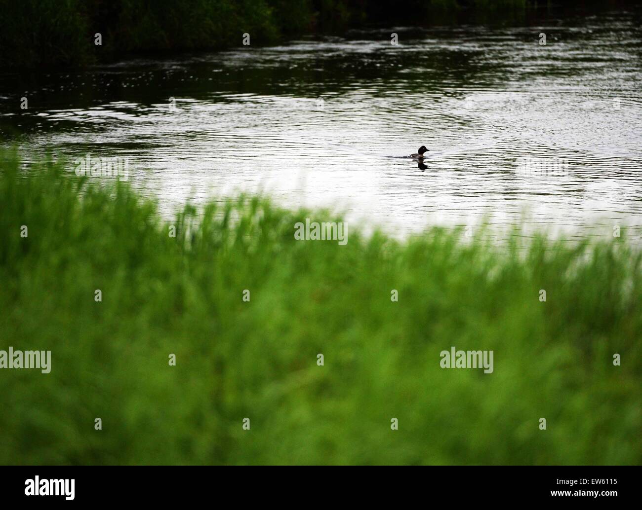 (150618)--wird am Nanweng River National Nature Reserve, Nordost-China Provinz Heilongjiang, 17. Juni 2015 NANWENG Fluss, 18. Juni 2015 (Xinhua)--eine Wildente gesehen. Als das größte Naturschutzgebiet auf dem höchsten Breitengrad in China für Wald-Moor-Feuchtgebiet Ökosysteme in der kalt-gemäßigten Zone gelegen, hält Nanweng River National Nature Reserve die konzentriertesten Marsh Feuchtgebiete in den Wald von Dahinggan Bergen (größere Hinggan-Gebirge).    (Xinhua/Wang Kai) (Yxb) Stockfoto