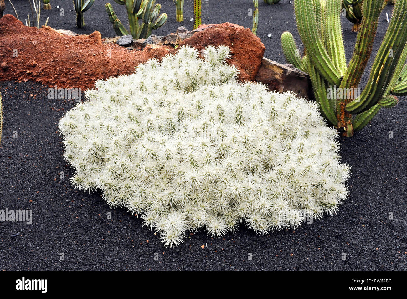 Lanzarote, Kanarische Inseln. Ein weißer Kaktus in einen Kaktus-Park des Künstlers Cesar Manrique. Stockfoto