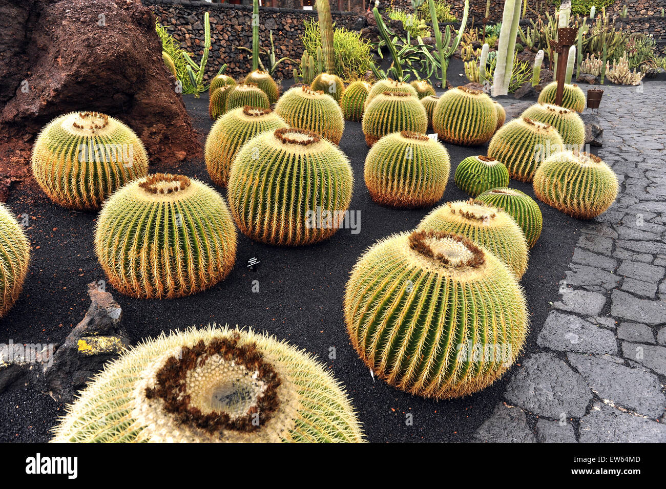 Lanzarote, Kanarische Inseln. Kugel-wie Kakteen wachsen in einem Kaktus-Park, entworfen von dem Künstler Cesar Manrique. Stockfoto