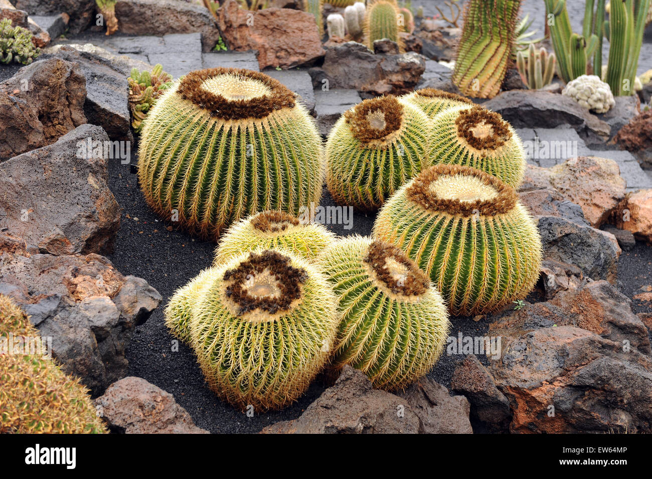 Lanzarote, Kanarische Inseln. Kugel-wie Kakteen wachsen in einem Kaktus-Park, entworfen von dem Künstler Cesar Manrique. Stockfoto