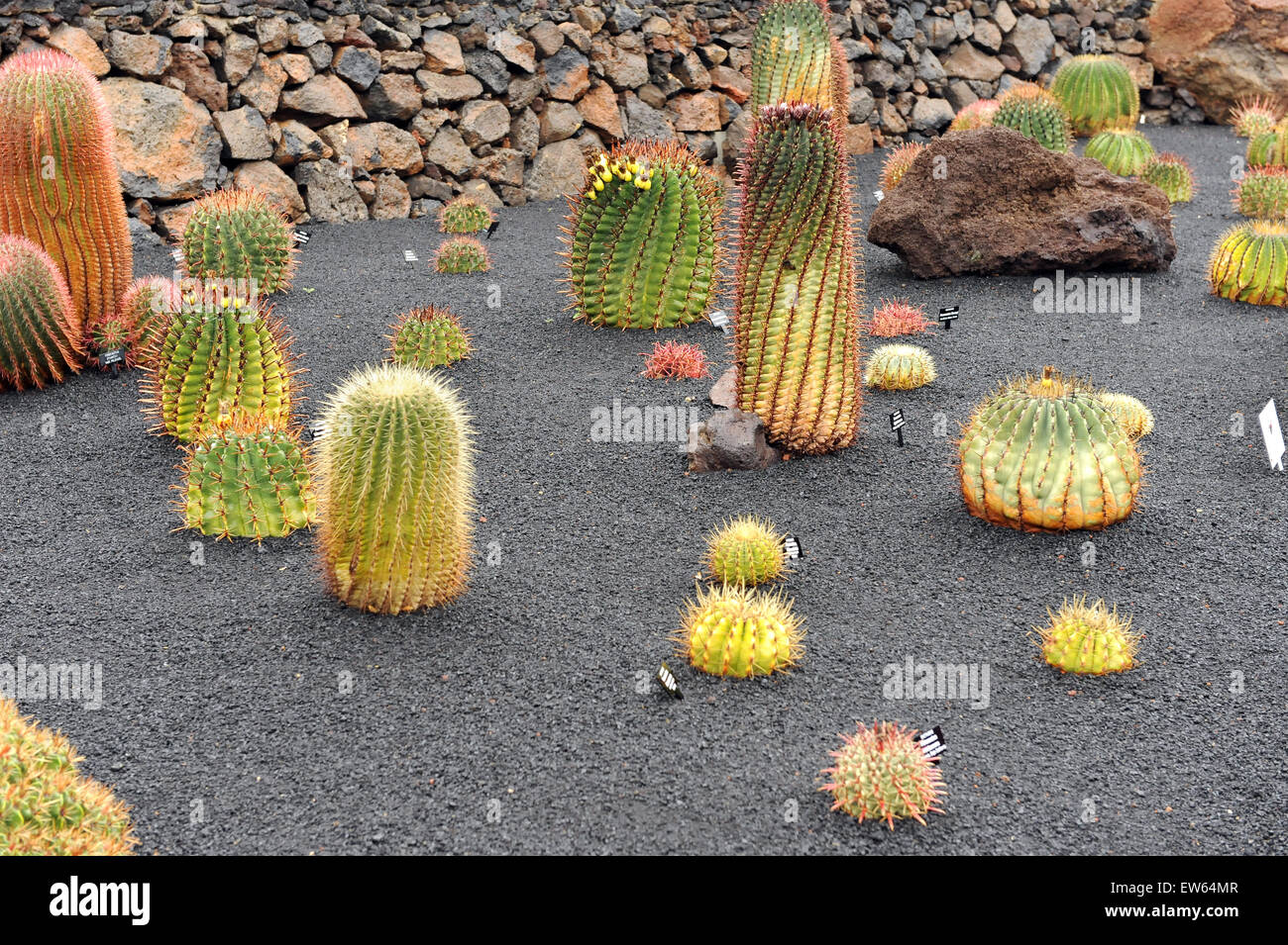 Lanzarote, Kanarische Inseln. Eine Auswahl an Kakteen wie Cookies auf einem  Teller, in schwarzem Sand in einem Kaktus Park wchst Stockfotografie -  Alamy