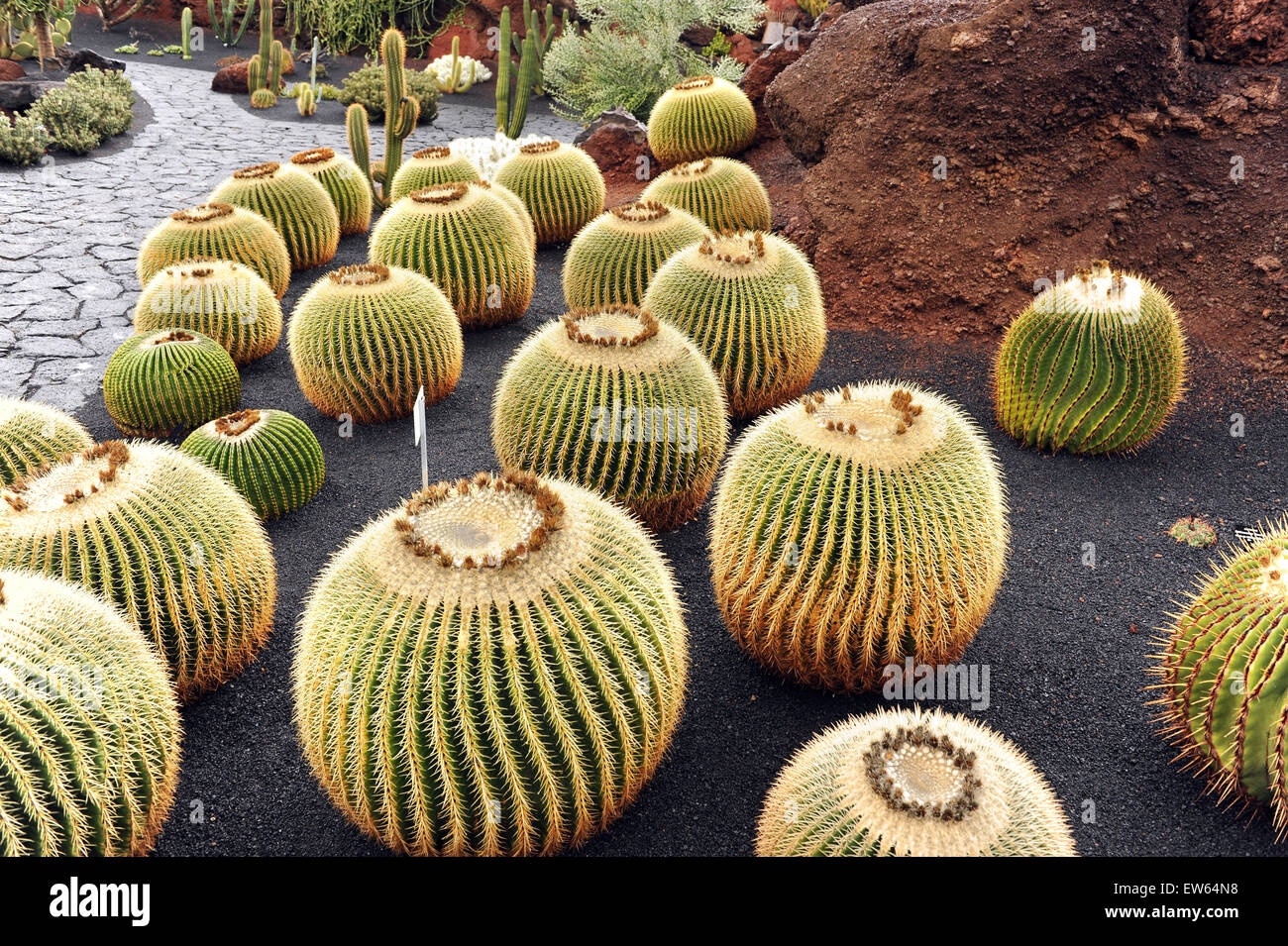 Lanzarote, Kanarische Inseln. Kugel-wie Kakteen wachsen in einem Kaktus-Park, entworfen von dem Künstler Cesar Manrique. Stockfoto
