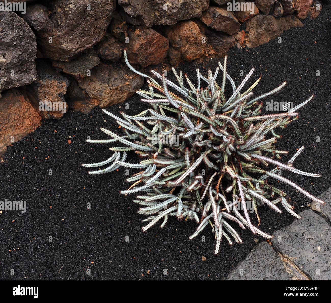 Lanzarote, Kanarische Inseln. Ein weißer Kaktus in einen Kaktus-Park des Künstlers Cesar Manrique. Stockfoto