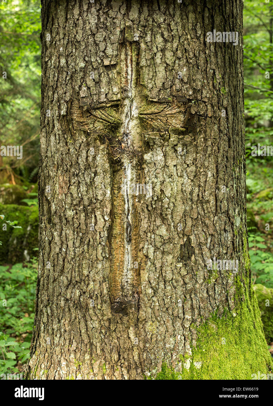 Menschen gemacht, Baum Narbe in eine Kreuzform. Stockfoto